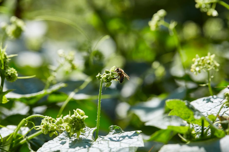 Naturnahe Blühwiese im Sommer mit Insekten und heimischen Pflanzen